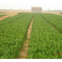 供應(yīng)白皮松苗，側(cè)柏苗，油松苗，華山松苗，黑松苗
