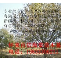 供應八棱海棠樹