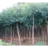 長期供應紅葉李、紅葉石楠、紅花繼木、白玉蘭、廣玉蘭等
