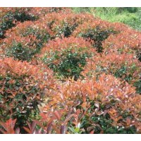 供應：紅葉石楠球、茶花、紅繼木球、春、夏杜鵑球、龍柏球等球