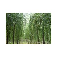 供應河北苗木:法桐,刺槐、紅花槐、五七香花槐、黃金槐、紫芯槐、