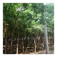 供8-15公分國槐