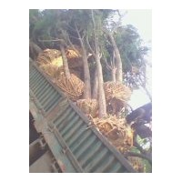 供應各規格 國槐 白蠟 法桐 垂柳 臭椿