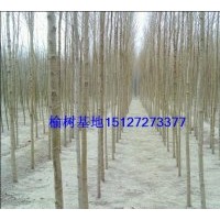 供應白榆樹 河北白榆樹 榆樹苗