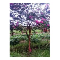供應欒樹、香樟、紫薇、紅楓、雞爪槭、櫻花、垂絲海棠、無患子