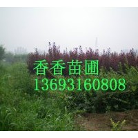 供應各種苗木：紅銀木，紫荊，大葉黃楊，小葉黃楊，紅葉小波