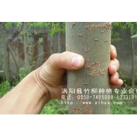 ====批發銷售竹柳苗，美國竹柳，速生竹柳！======