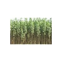 供應速生楊 速生栁 石榴樹 紅葉李，紫葉李，紫葉矮櫻，法桐，白