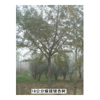 售銀杏綠化苗木2――80公分銀杏實(shí)生苗木，米徑8――60公分銀杏嫁