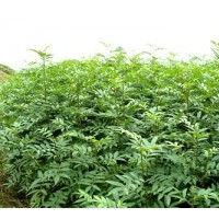 供應花椒苗