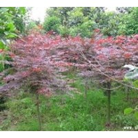 供應 紅楓 桂花