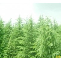 長期供應南京雪松 廣玉蘭 香樟 女貞 桂花等