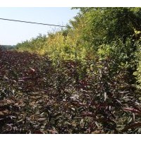 大量供應金葉榆 3---15公分