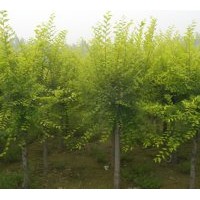 供應3-8公分金葉榆，8公分白蠟3年冒，8公分毛白楊