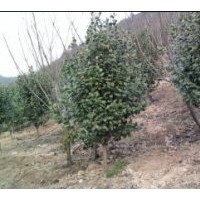 供應各類規格茶花，茶梅