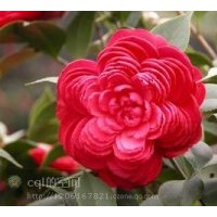 福建蟹爪蘭、杜鵑花、六角茶花、君子蘭、碧玉
