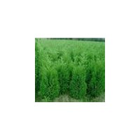 蜀檜龍柏供應(yīng) 蜀檜，龍柏，紅葉石楠，大葉女貞