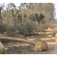 專業(yè)種植法桐、綠化法桐，速生法國梧桐，國槐、黃金槐