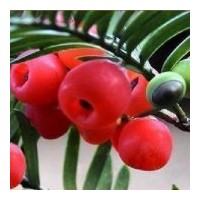 出售當年生紅豆杉苗100萬、多年生紅豆杉30萬苗、八十至一米高紅