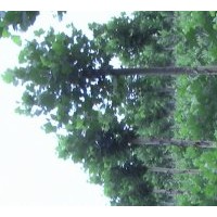 法桐基地 濟寧法桐慶營苗木