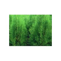 供應側柏 白皮松 油松 華山松 儈柏