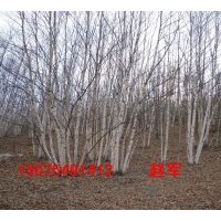 供應白樺樹，叢生白樺樹，白樺樹圖片，白樺樹價格，蒙古櫟