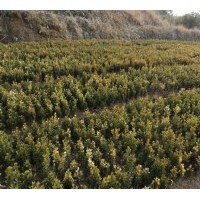 供應紅葉石楠 中華石楠 紅葉碧桃 紅花繼木 金葉女貞 各種規(guī)格