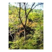 供應核桃樹