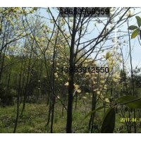 供應玉蘭樹（廣玉蘭、白玉蘭、紅玉蘭、紫玉蘭、黃玉蘭）