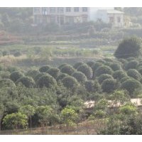 特價供應精品桂花 羅漢松 紅桎木杜鵑