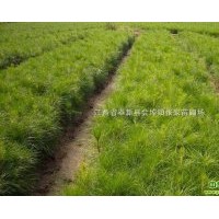 供應濕地松 廣玉蘭，紅白玉蘭，深山含笑，樂昌含笑