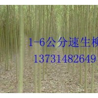 供應速生柳、速生柳價格、速生柳基地、西藏速生柳