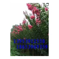 供應水杉、紫薇、紫葉李