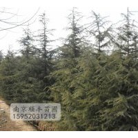 供應1-10米雪松