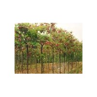 常年供應國槐、白蠟、法桐、合歡、垂柳、欒樹、苦楝、龍爪槐、花