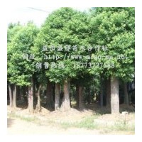 供應湖南移栽香樟