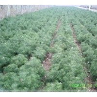 供應白皮松種苗