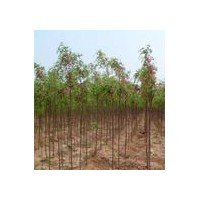 專供香花槐/2-8公分香花槐/質優價廉/首選春秋苗圃