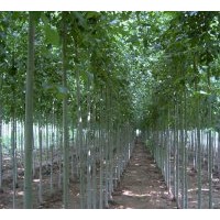 專供毛白楊 2-9公分毛白楊 價低量大首選苗農種植基地直銷
