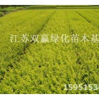 直銷金葉女貞|大葉女貞、白蠟 雙贏苗木