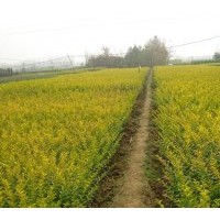 批量供應金葉女貞 紅葉小檗 大葉黃楊 等色塊苗木