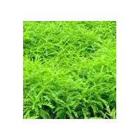 供應皂角苗皂角樹山西皂角苗皂角苗種植