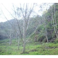 供應3公分5 公分8公分10公分核桃樹、梨樹蘋果樹、山楂樹、桃樹
