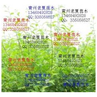 北美海棠、龍柱碧桃、榆葉梅、黃櫨、流蘇、美人梅