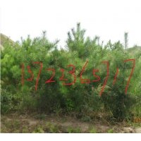 供應樟子松，白樺樹，油松，柞樹，椴樹，蒙古櫟，云杉，五角楓