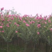 供應紫薇價格 紫薇批發 紫薇基地