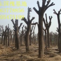 特供30-60公分大國槐