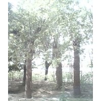 白蠟、國槐、榆樹、柳樹、紫葉李、木槿、法桐