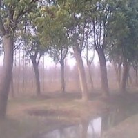 大量供應各類香樟 重陽木 女貞