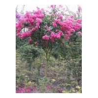 供應紅花紫薇